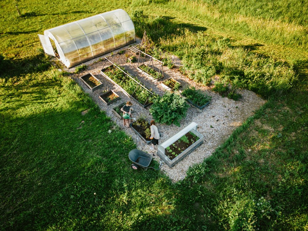 Aerial point of view of two women working in their backyard garden in summertime.