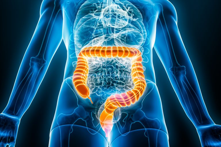 Xray anterior or front view of large intestine or colon 3D rendering illustration with male body contours. Human anatomy, bowels, medical, biology, science, healthcare concepts.