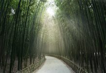 bamboo forest