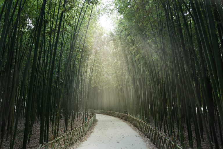 bamboo forest