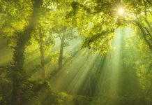 Rays of sunlight and Green Forest