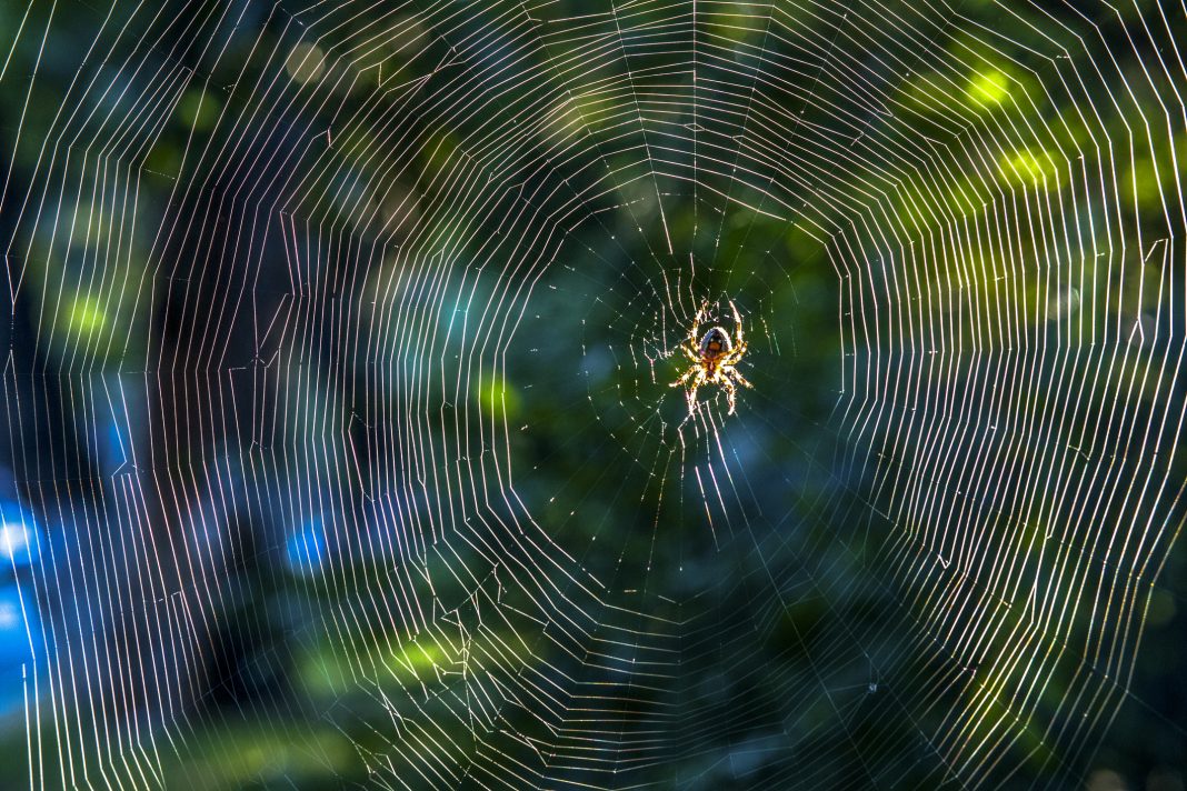 spider on its web of silk