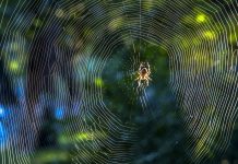 spider on its web of silk