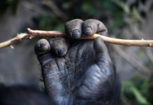 image of a gorilla hand showing the function of fingerprints