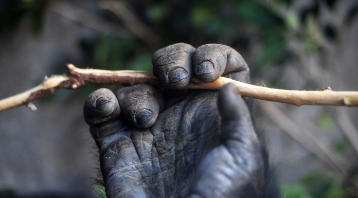 image of a gorilla hand showing the function of fingerprints