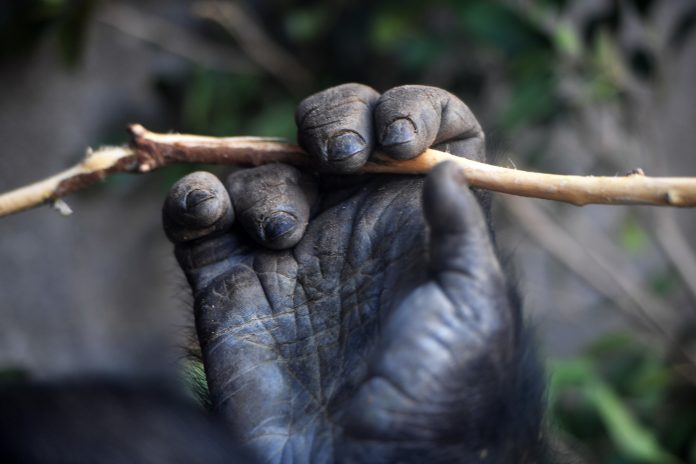 image of a gorilla hand showing the function of fingerprints