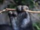 image of a gorilla hand showing the function of fingerprints