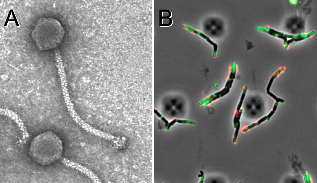 Figure 1. Mycobacteriophages. A. Electron micrograph of a mycobacteriophage. B. Micrograph of a mycobacteriophage (red) infecting a Mycobacterium cell (green).