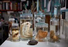 A selection of deep-sea specimens from the museum’s collection. - Trustees of the Natural History Museum London