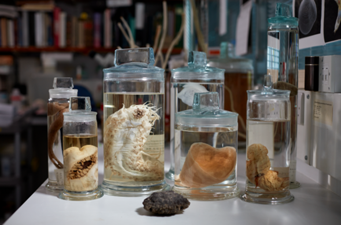 A selection of deep-sea specimens from the museum’s collection. - Trustees of the Natural History Museum London