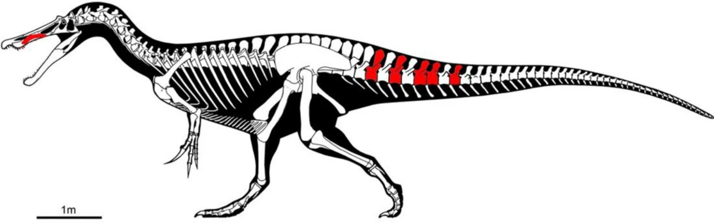 Skeletal diagram showing in red the recovered elements of Protathlitis cinctorrensis gen. et sp. nov., modified from figure in Mateus and Estraviz-López1 under a CC BY license 4.0.