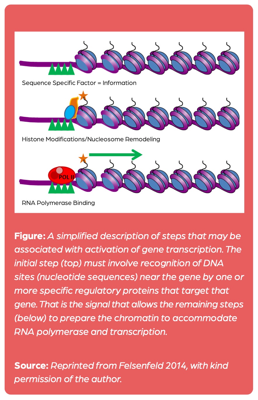 Genes involved in histone acetylation known to cause rare diseases