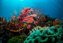 Beautiful coral scenes with vibrant fish life and divers