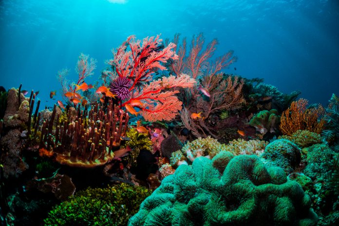 Beautiful coral scenes with vibrant fish life and divers