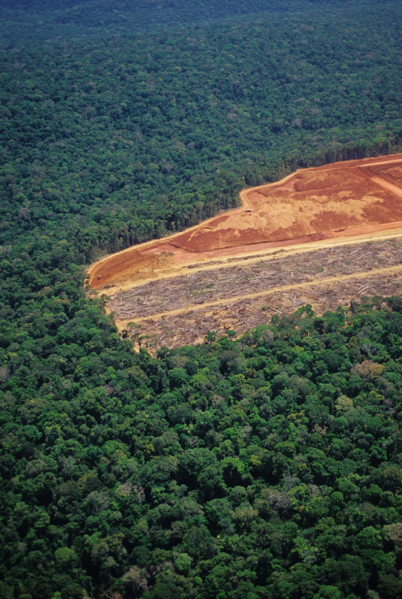 Saving the world: 2023 sees  deforestation down 40% so far