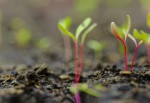 Fresh young green, yellow and red chard vegetable seedlings having just germinated in soil slowly rise above the soil with a very shallow depth of field.