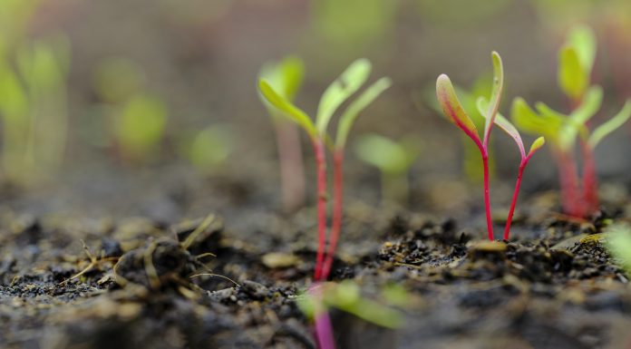 Fresh young green, yellow and red chard vegetable seedlings having just germinated in soil slowly rise above the soil with a very shallow depth of field.
