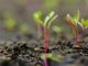 Fresh young green, yellow and red chard vegetable seedlings having just germinated in soil slowly rise above the soil with a very shallow depth of field.