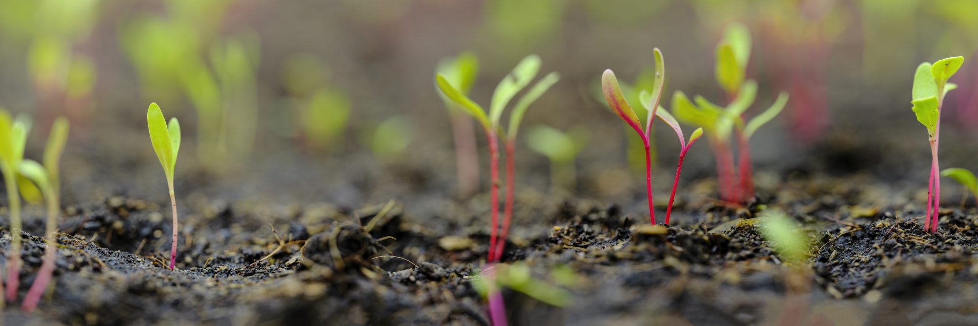 Fresh young green, yellow and red chard vegetable seedlings having just germinated in soil slowly rise above the soil with a very shallow depth of field.