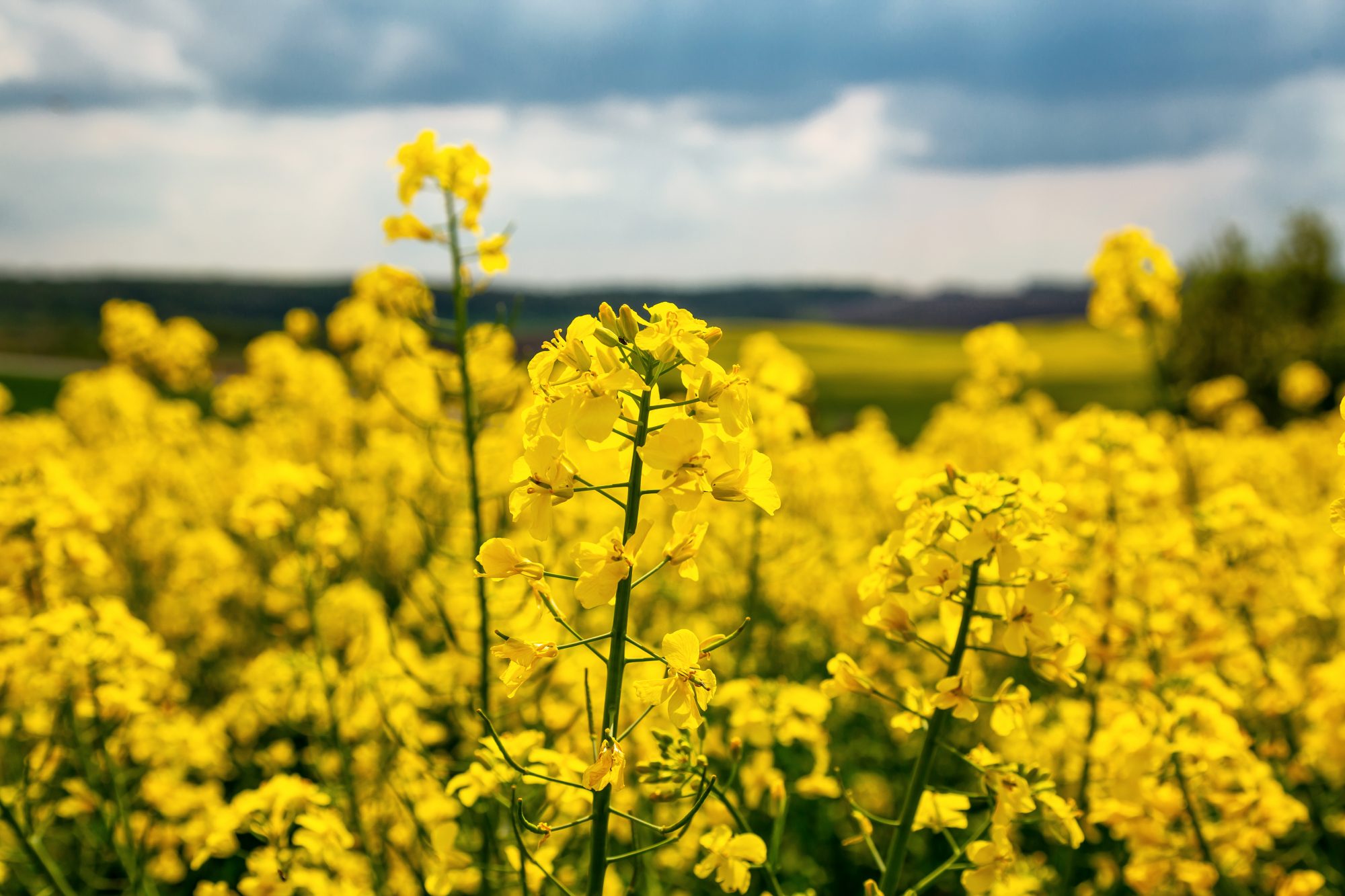 Fields with rapeseed on a sunny day. Rapeseed cultivation