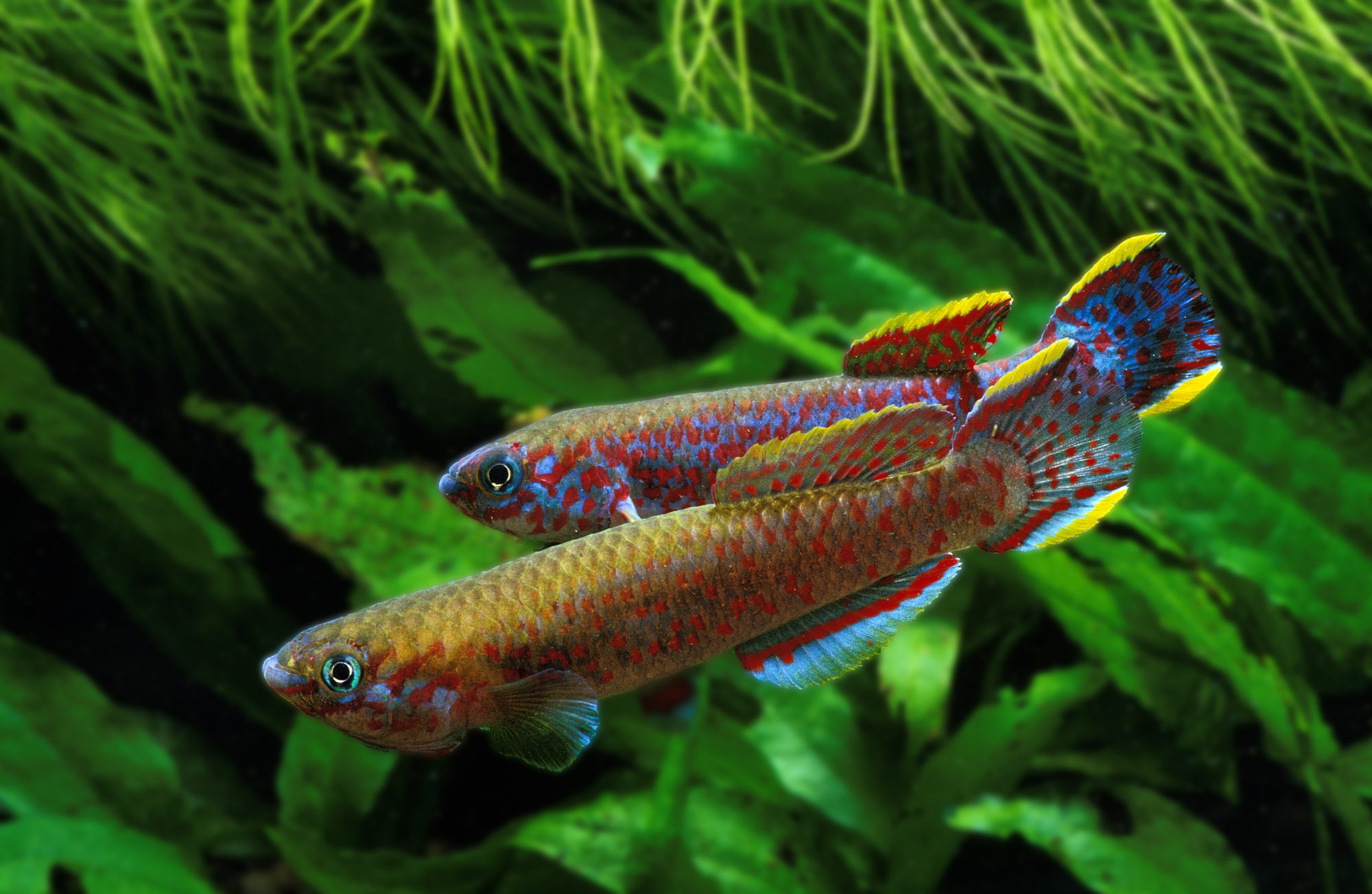 Lyretail Killifish, aphyosemion australe, Adults