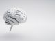 White brain on white background with copy space - 3D illustration