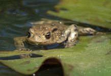 A front view shot of a common toad crawling across a lily pad on a pond.