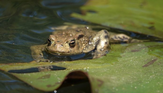 A front view shot of a common toad crawling across a lily pad on a pond.