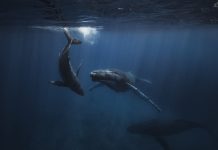 A Humpback Whale and her calf swimming below oceans surface