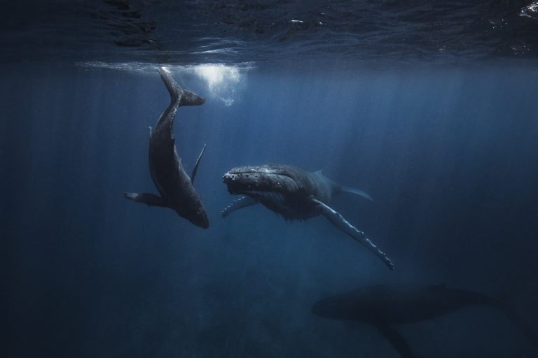 A Humpback Whale and her calf swimming below oceans surface