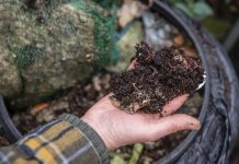 Close up of a hand holding compost from a compost bin with worms in it. She is volunteering at a community farm in the North East of England.