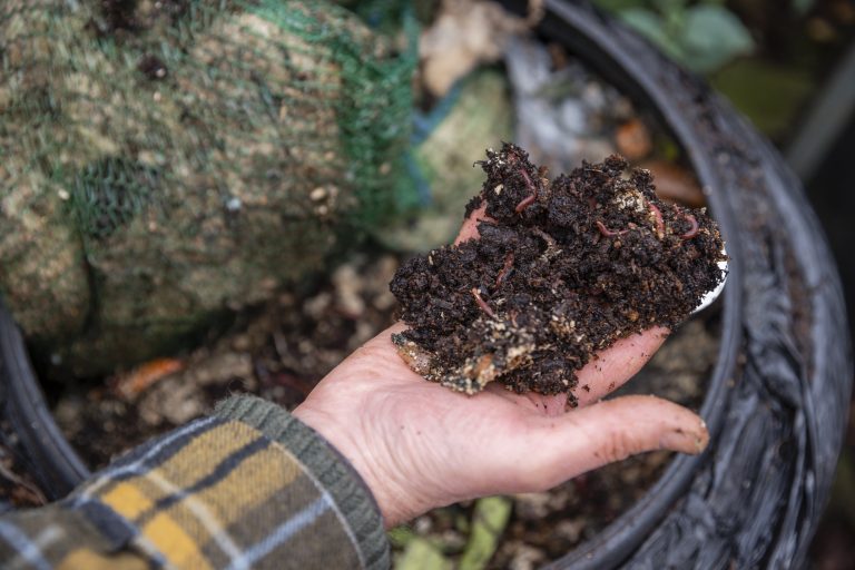 Close up of a hand holding compost from a compost bin with worms in it. She is volunteering at a community farm in the North East of England.