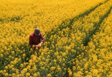 Aerial view of male farmer inspecting blooming rapeseed crops in field, high angle view drone photography