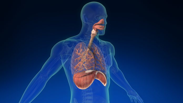 Medical 3d human lung inside human body with its parts visible. Medically accurate animation of the human lungs. Closeup of lungs.