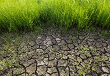 cracked soil due to dry season and drought