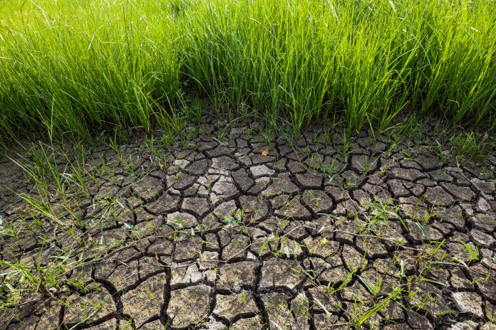cracked soil due to dry season and drought