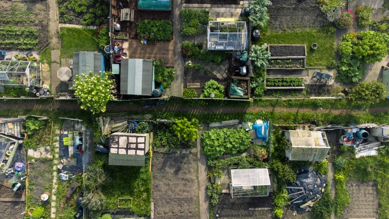 Why have HIV outcomes improved with urban gardening?