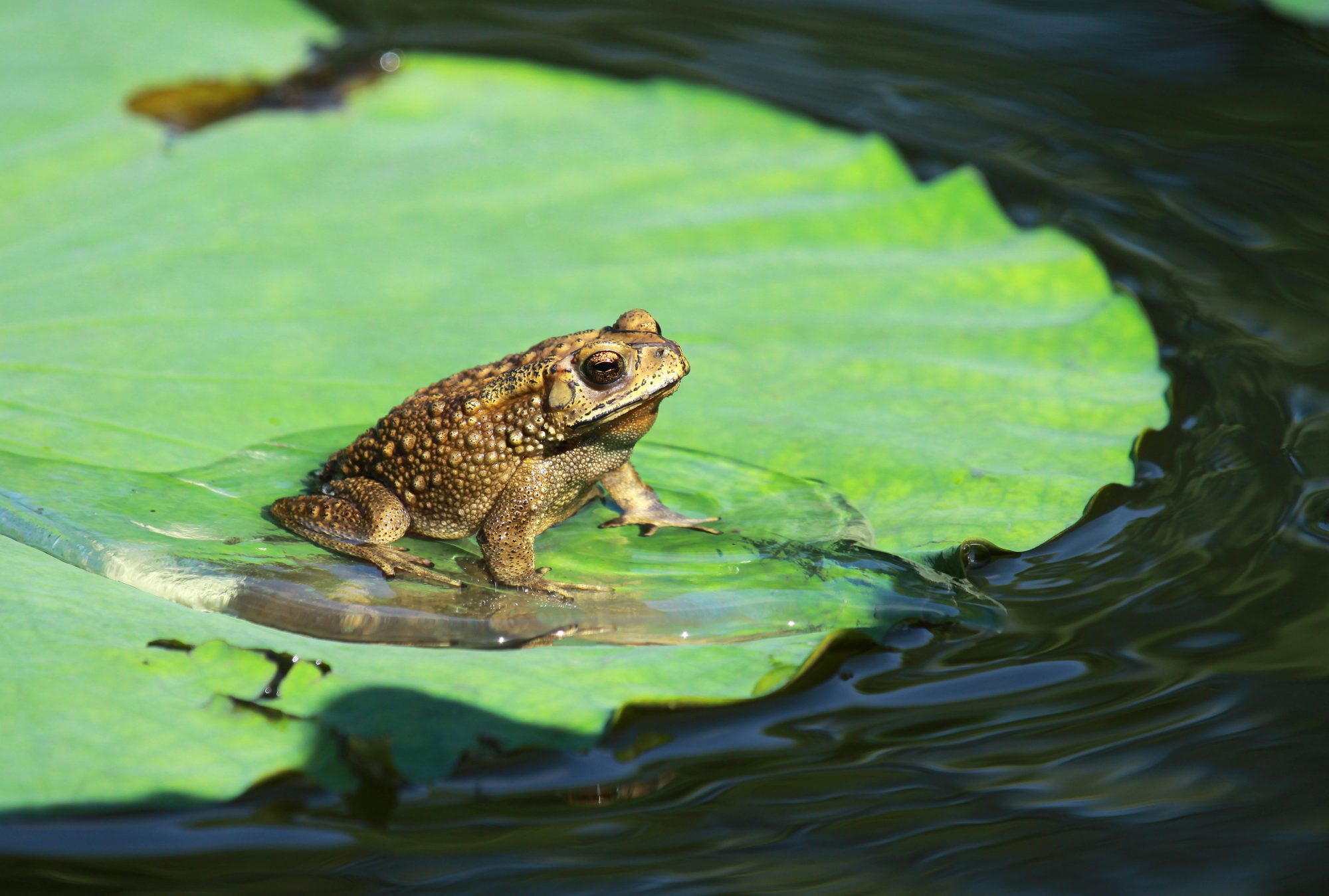 Toad on lotus leaf in nature