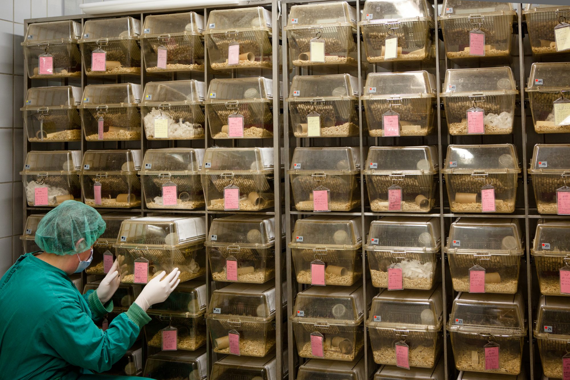 Medical Research: lab assistant in front of plastic cages with albino rats for animal experiments