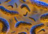 Bacteria under the microscope.