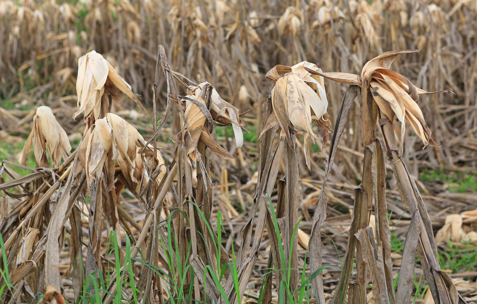 Dried corn stalks in the fall season.