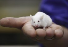 Mouse in a lab