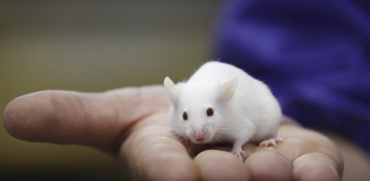 Mouse in a lab