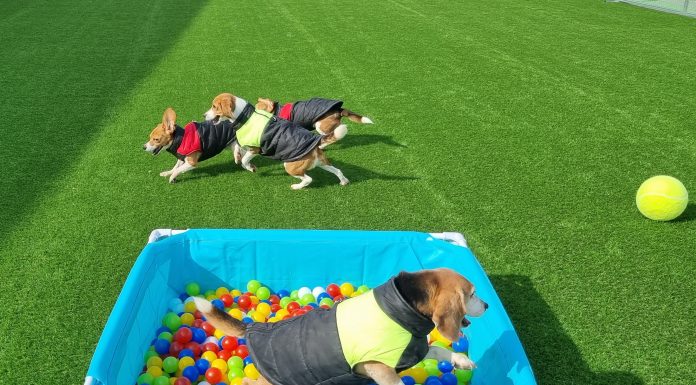 dogs playing in food, animal health, animal welfare