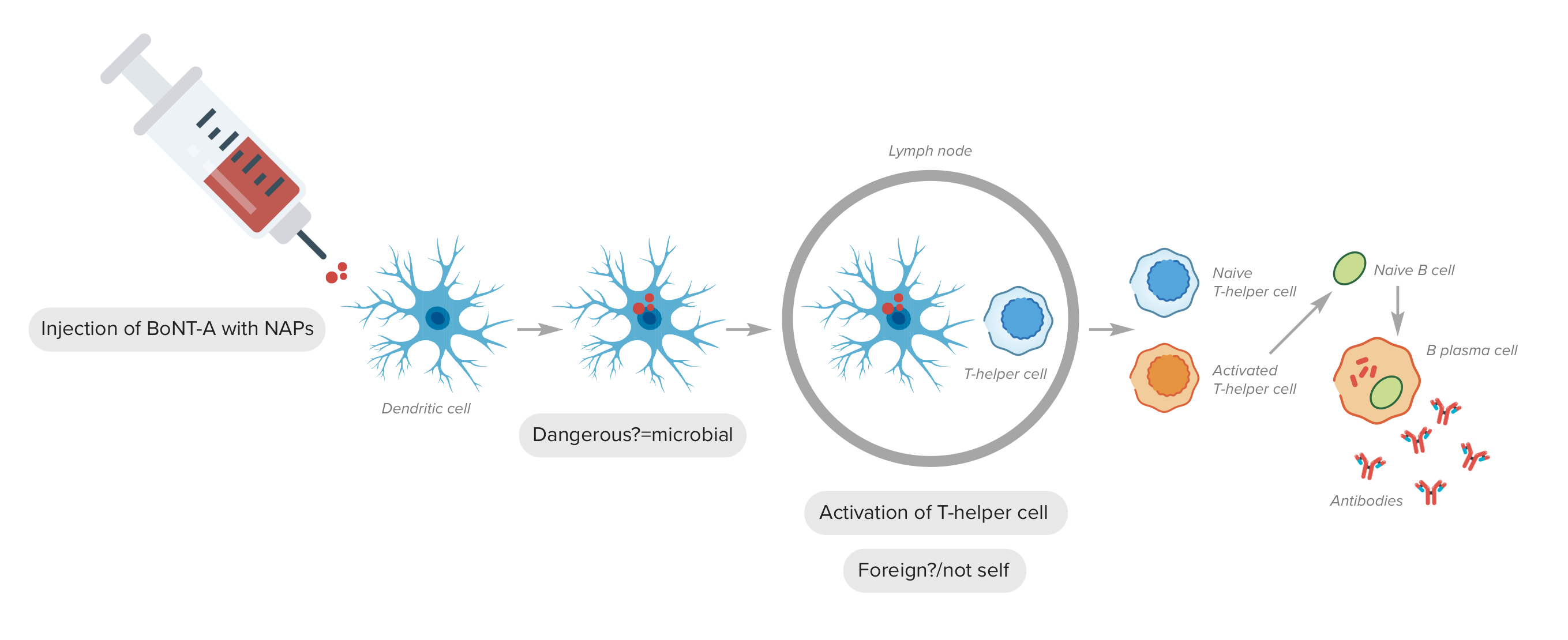 Figure: Immune system stimulation after BoNT-A injection with NAPs