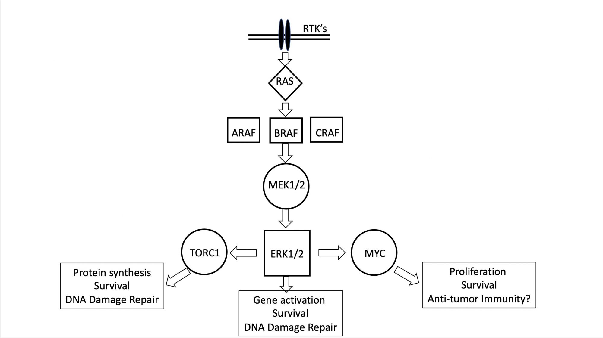 In normal cells, MAPK activation occurs after growth factor binding to membrane-bound RTKs. In glioma cells, activating mutations of BRAF abrogate the requirement for growth factor binding and constitutively activate downstream components of the pathway leading to proliferation and survival