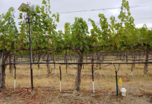 vineyards on a dry sunny day, drip irrigation to prevent drought