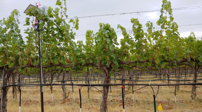 vineyards on a dry sunny day, drip irrigation to prevent drought