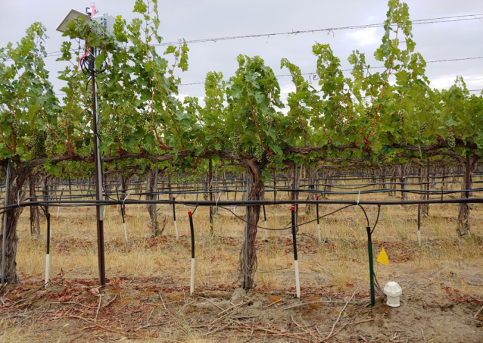 vineyards on a dry sunny day, drip irrigation to prevent drought