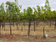 vineyards on a dry sunny day, drip irrigation to prevent drought